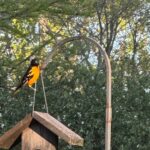 A brightly colored Baltimore Oriole with orange and black feathers perches on a wooden birdhouse, surrounded by lush green trees—an exciting sight for those wondering when do orioles arrive in Illinois each spring.