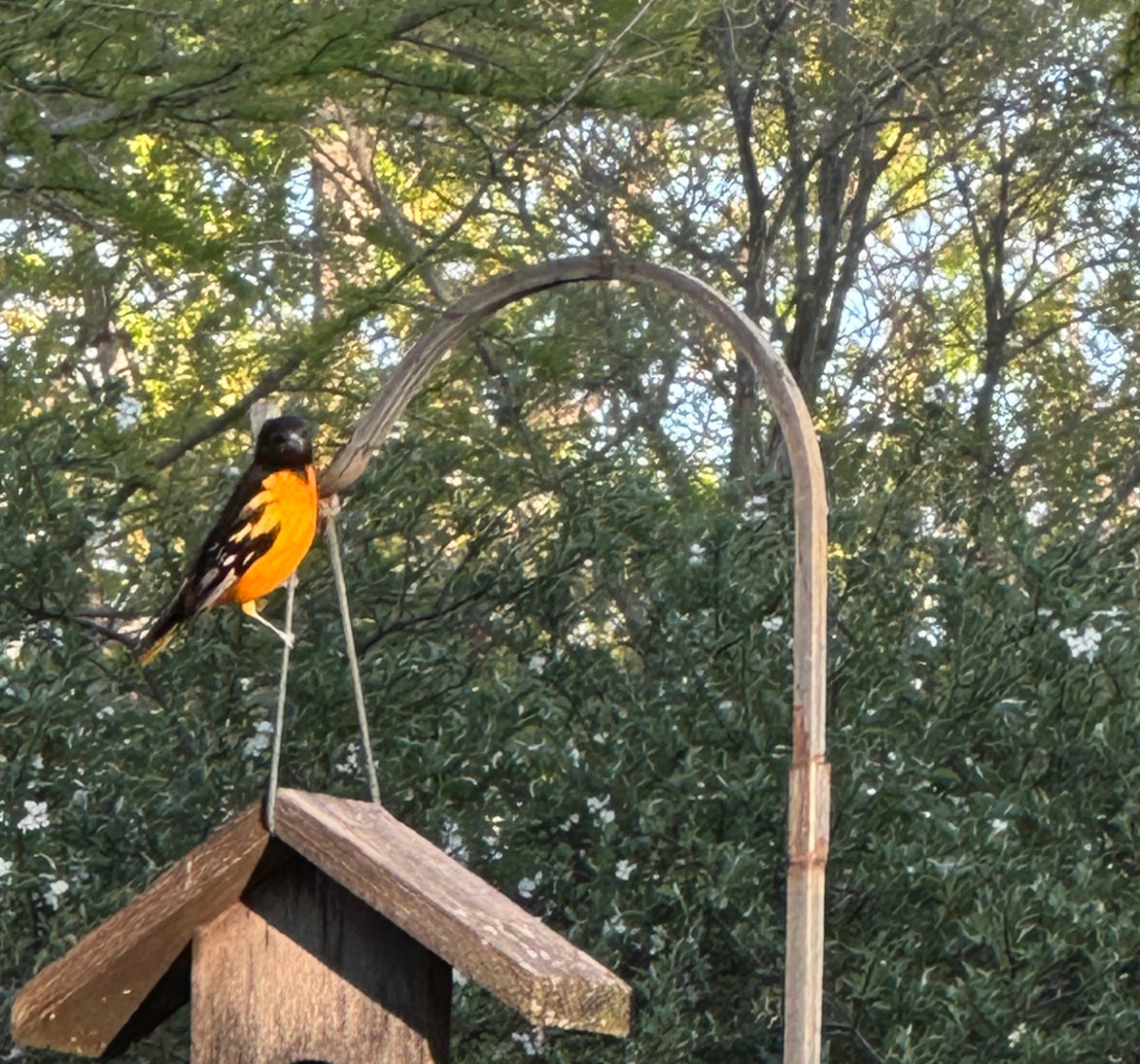 A brightly colored Baltimore Oriole with orange and black feathers perches on a wooden birdhouse, surrounded by lush green trees—an exciting sight for those wondering when do orioles arrive in Illinois each spring.