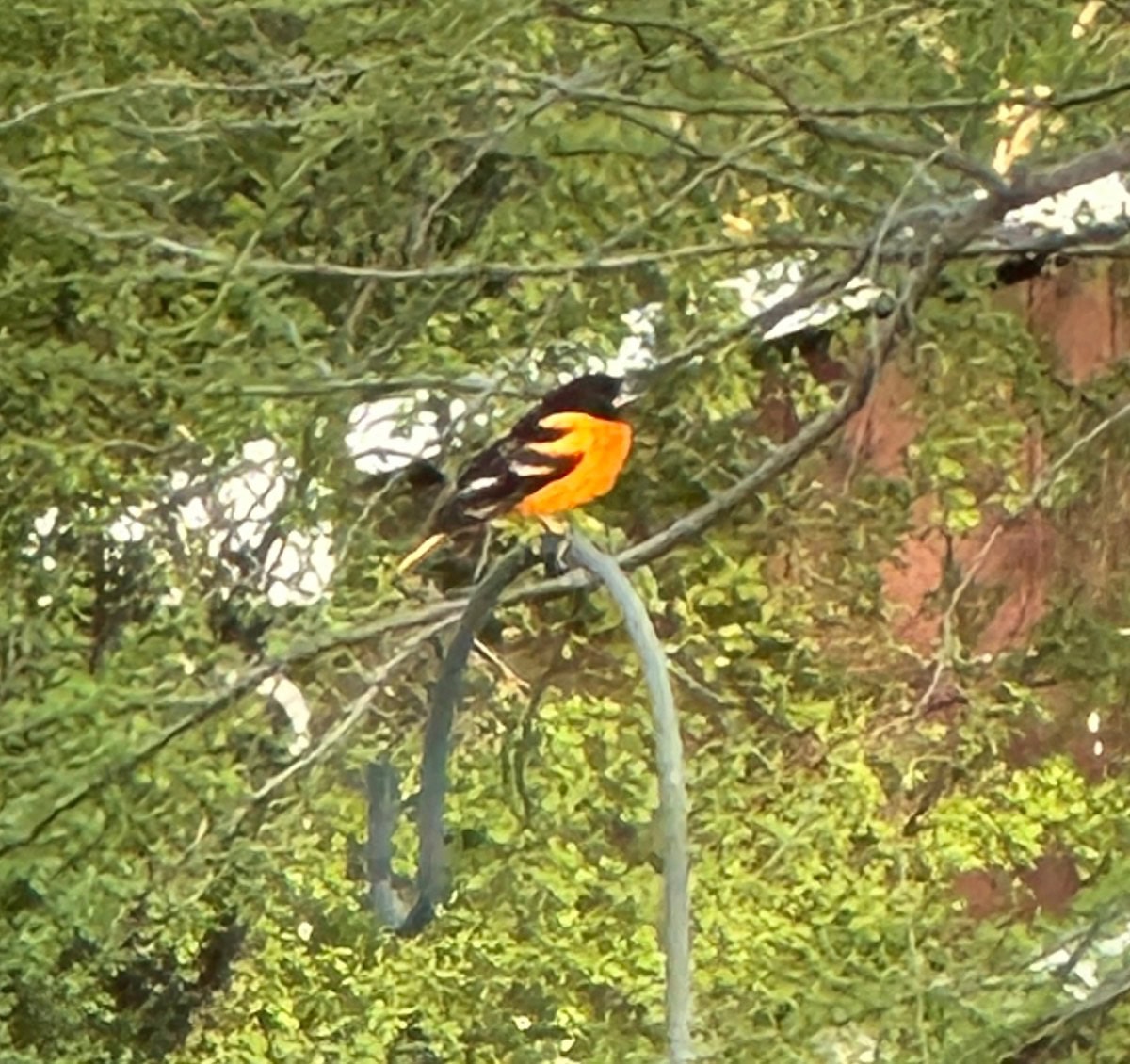 A bright orange and black oriole, a species that often prompts the question "when do orioles arrive in Illinois," perches on a curved metal rod surrounded by green leafy branches and a blurred background.