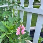 white picket fence in my gardens with a pink snapdragon growing up in front of it