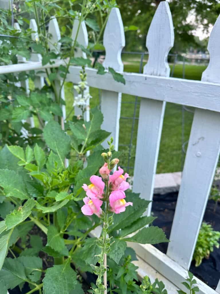 white picket fence in my gardens with a pink snapdragon growing up in front of it