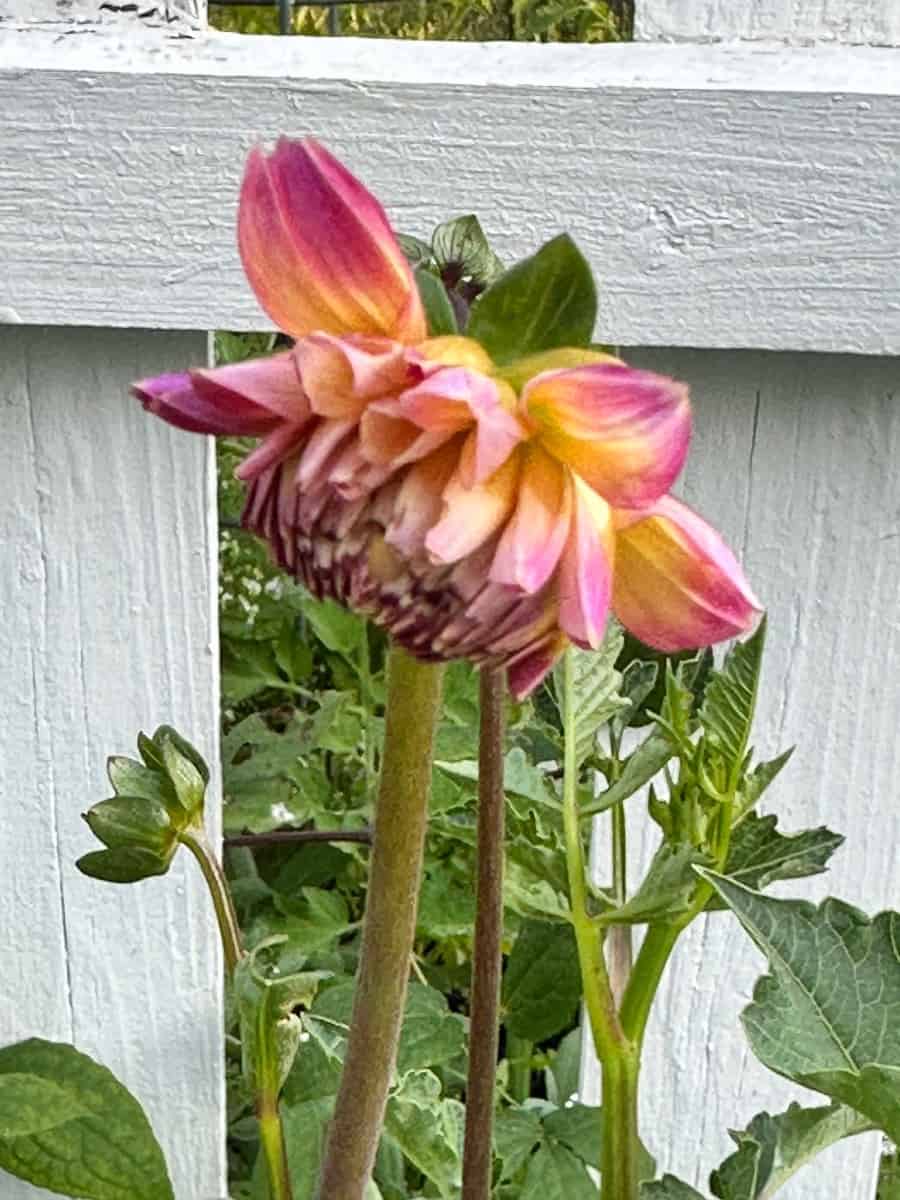 First Dahlia opening in my garden. Its a beautiful pinky peach color.