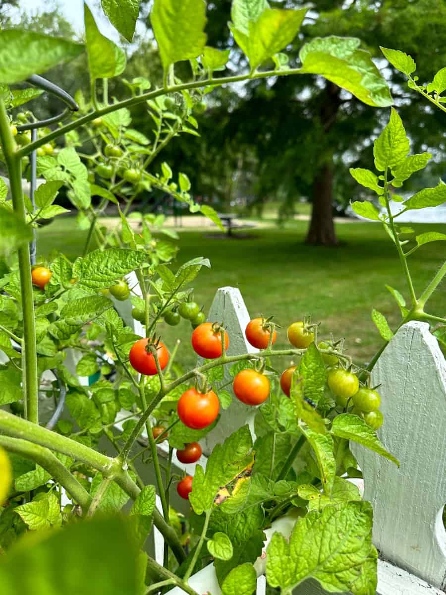 pictures of cherry tomatoes growing in the vegetable garden