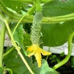 picture of a baby cucumber that still has the flower blossom at the end in the vegetable garden