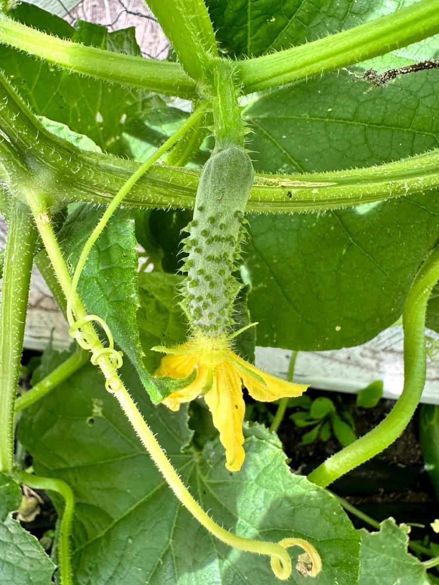 picture of a baby cucumber that still has the flower blossom at the end in the vegetable garden