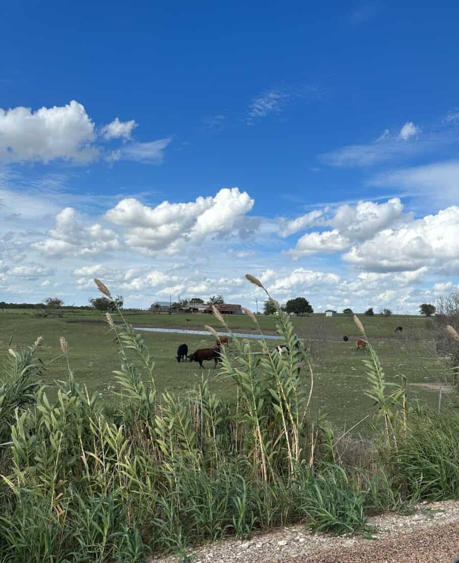 Photo of a farmers field with blue sky, green grass and lots of cows in round top.