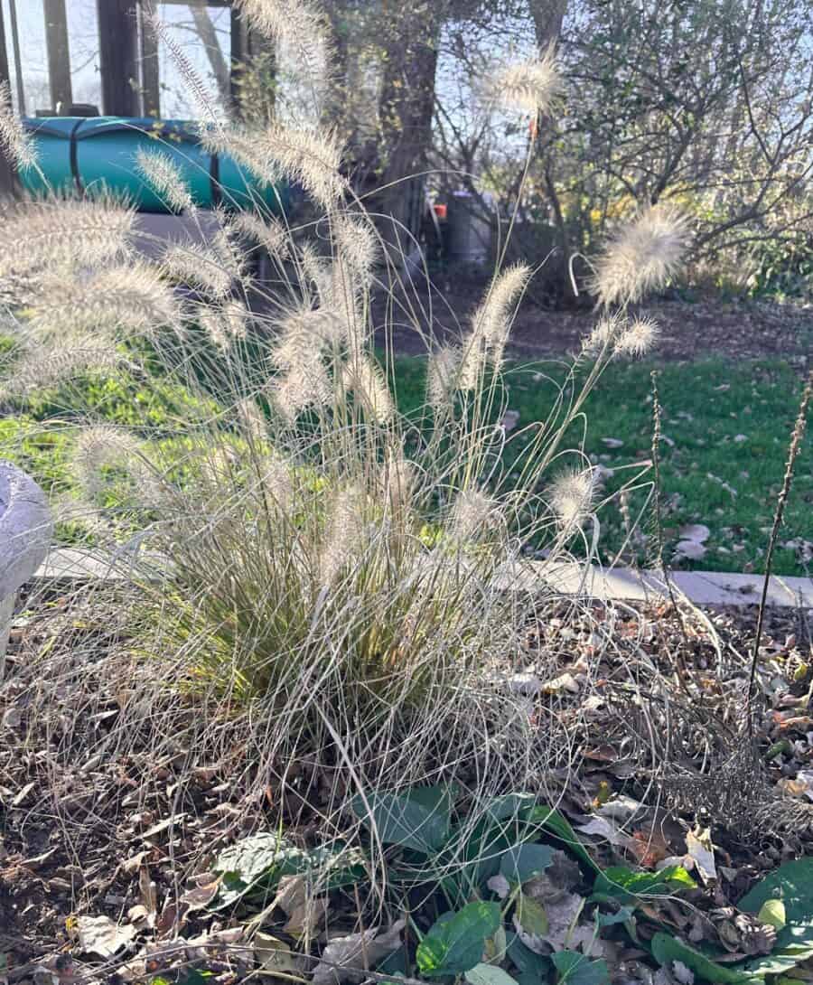 fountain grass that I leave up for interest in the winter garden