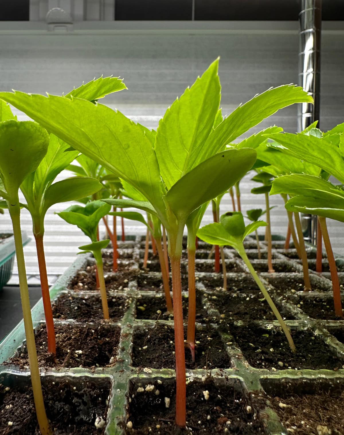 Young green seedlings with broad leaves and reddish stems flourish in a grid of soil-filled starter trays, perfect for starting seeds indoors in Zone 5b under gentle indoor lighting.