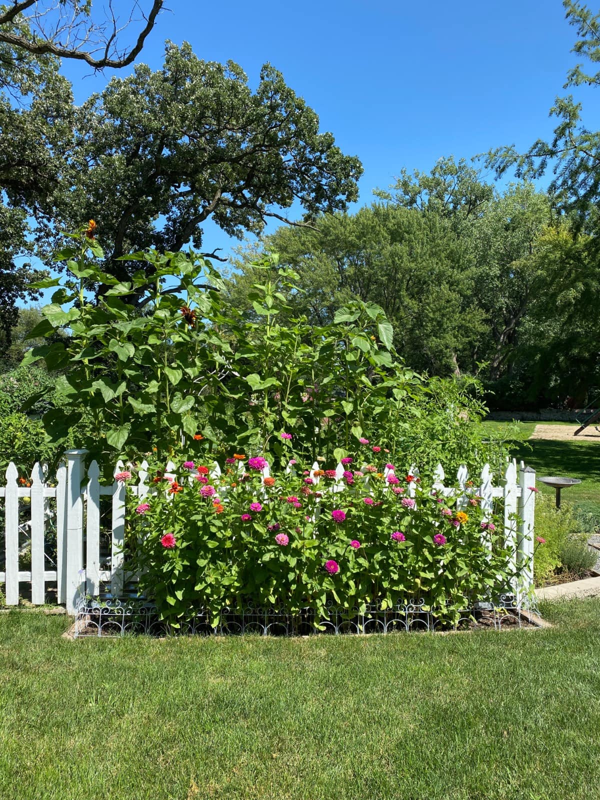 A garden with a white picket fence and flowers, perfect for starting seeds indoors in Zone 5b before transplanting.