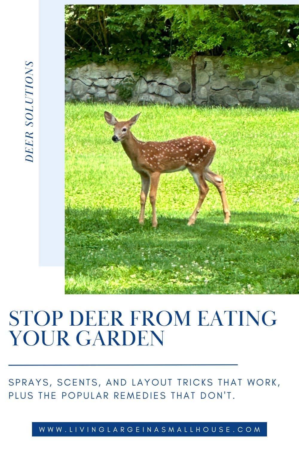 A young deer stands on green grass in a sunny yard with a stone wall and hidden deer deterrents in the background.