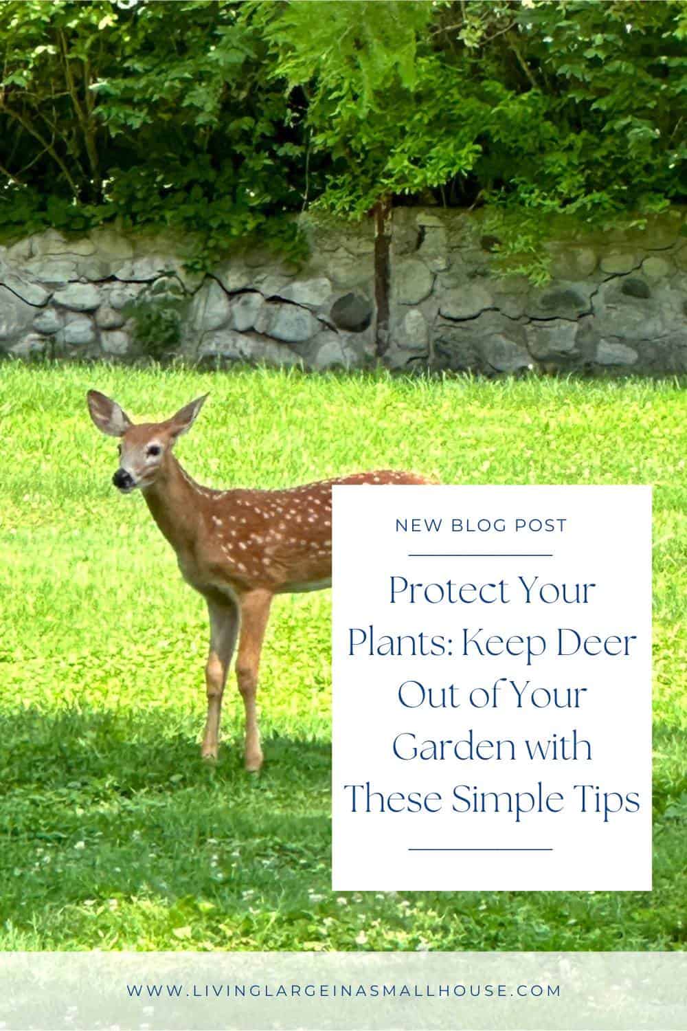 pinterest pin graphic with a picture of a deer and an overlay that reads "protect your plants: keep deer out of your gardens with these simple tips"