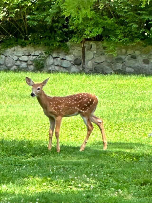 a baby fawn still with spots
