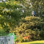 A deer stands by bushes and a blue birdhouse, showing why many ask how to keep deer out of garden spaces like this yard.
