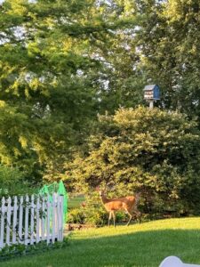 A deer stands by bushes and a blue birdhouse, showing why many ask how to keep deer out of garden spaces like this yard.