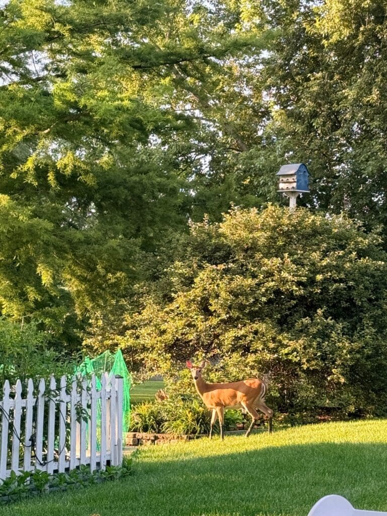 A deer stands by bushes and a blue birdhouse, showing why many ask how to keep deer out of garden spaces like this yard.