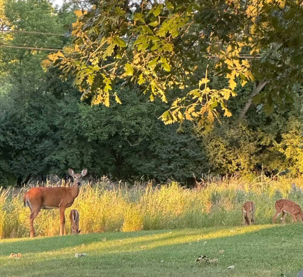 deer family in our yard