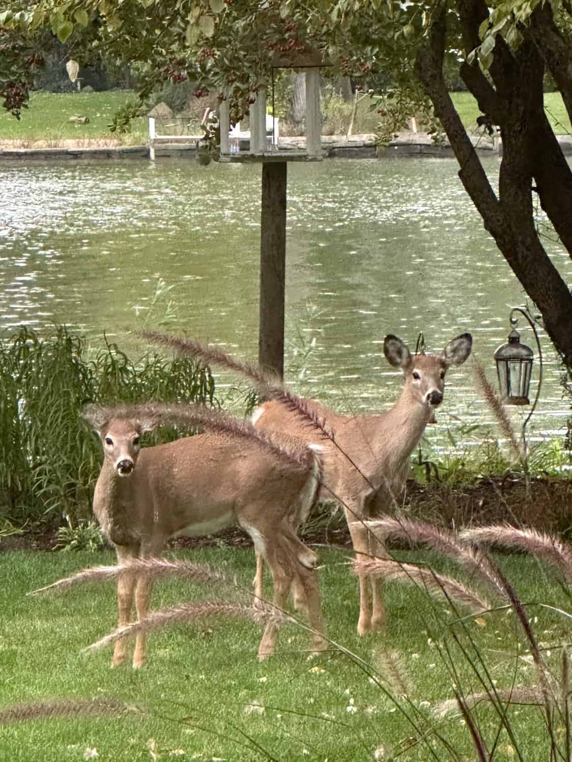 two deer in my backyard staring at me
