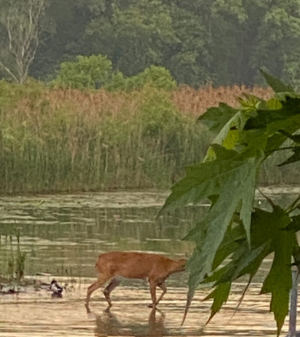 a deer walking from our island to the yard