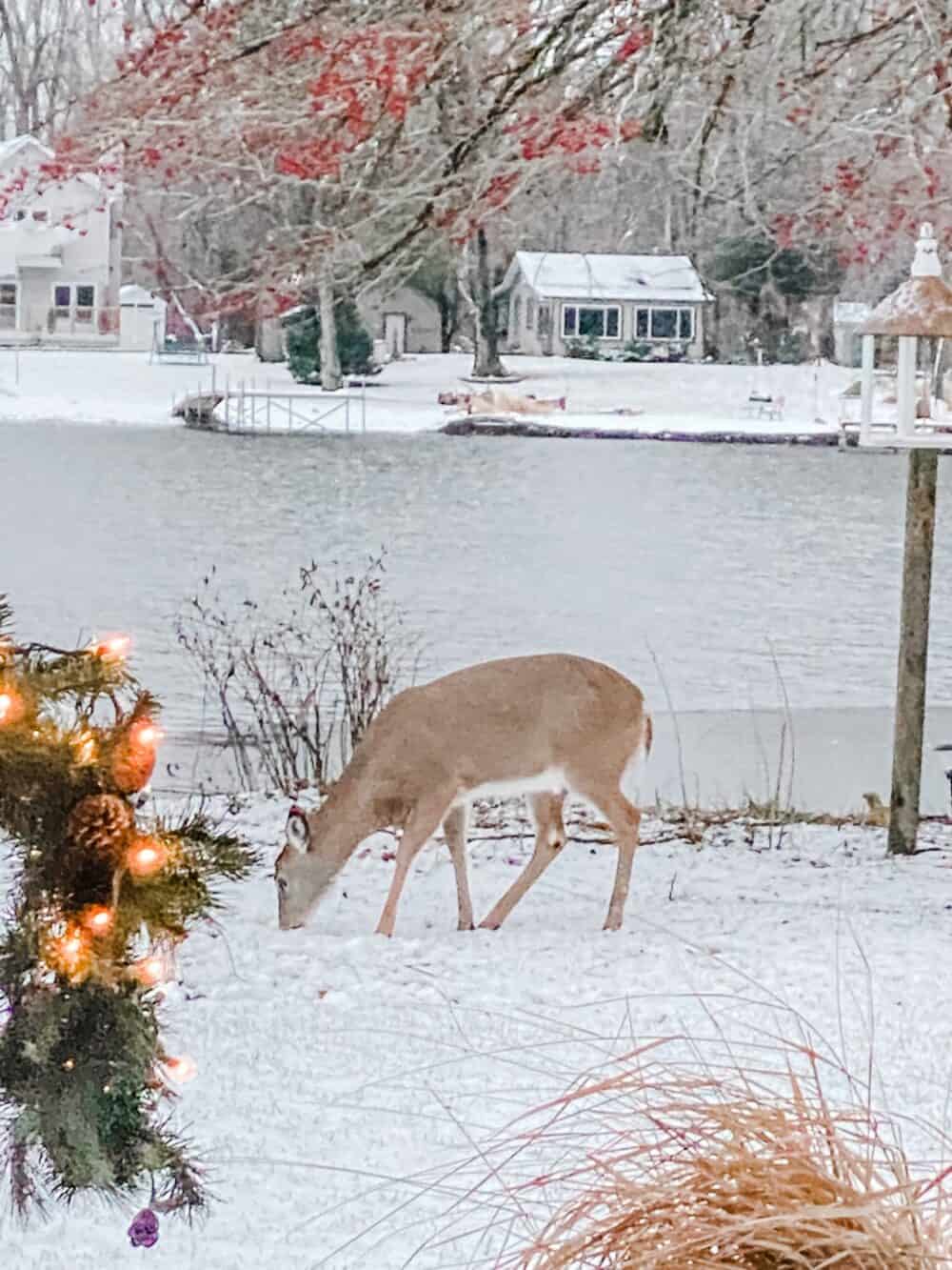 a deer in the yard in the winter eating berries