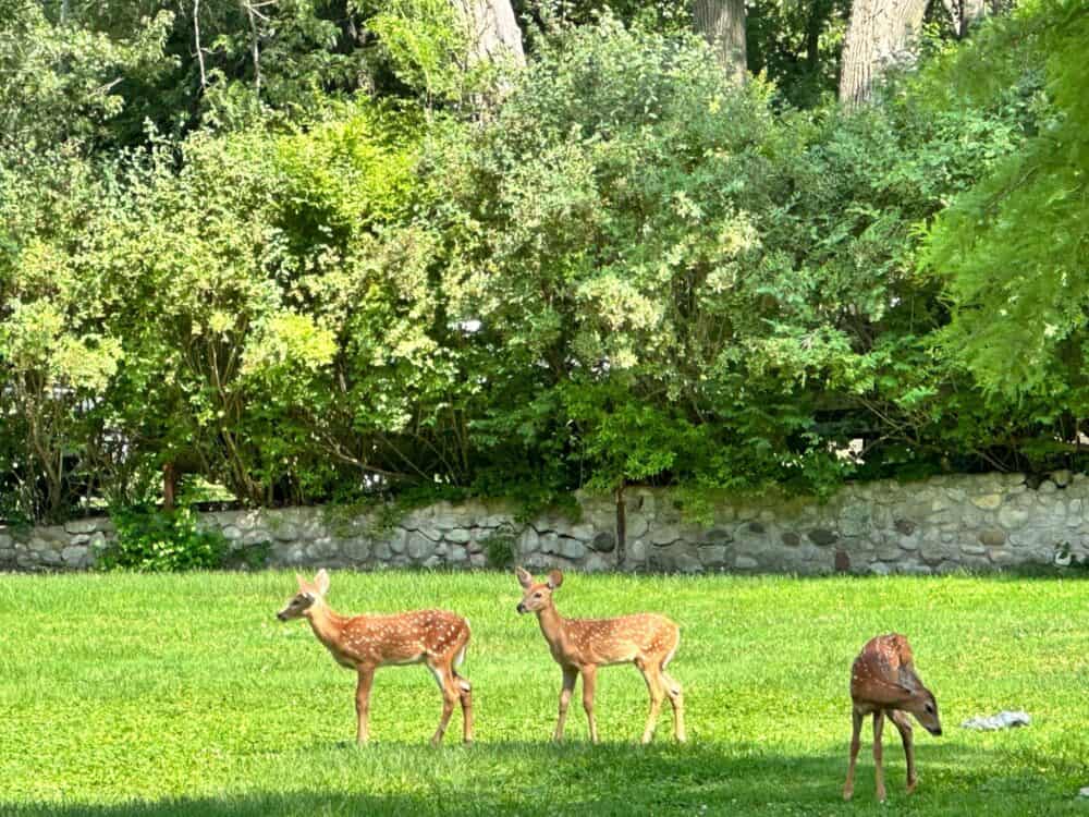 three fawns in the yard looking for food
