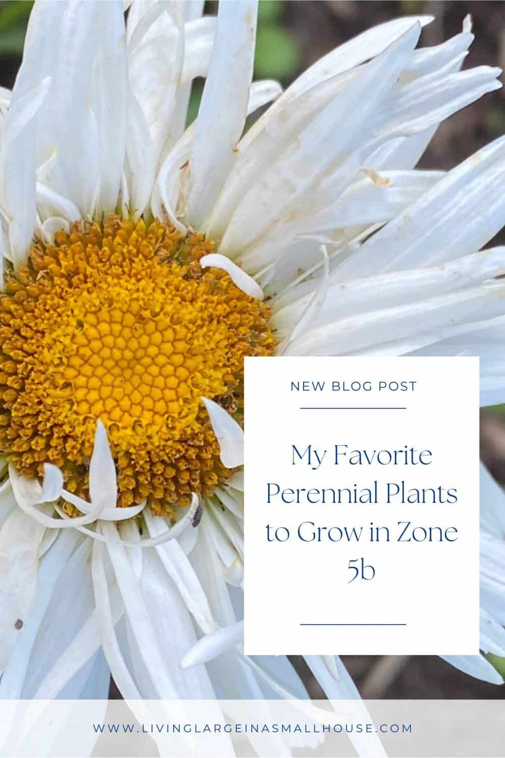 pinterest pin graphic with a photo of a shasta daisy and an overlay that reads "My Favorite Perennial Plants to Grow in Zone 5b"