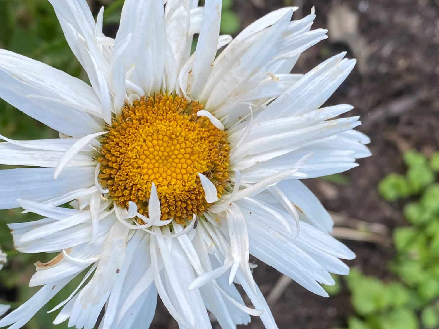 shasta daisy