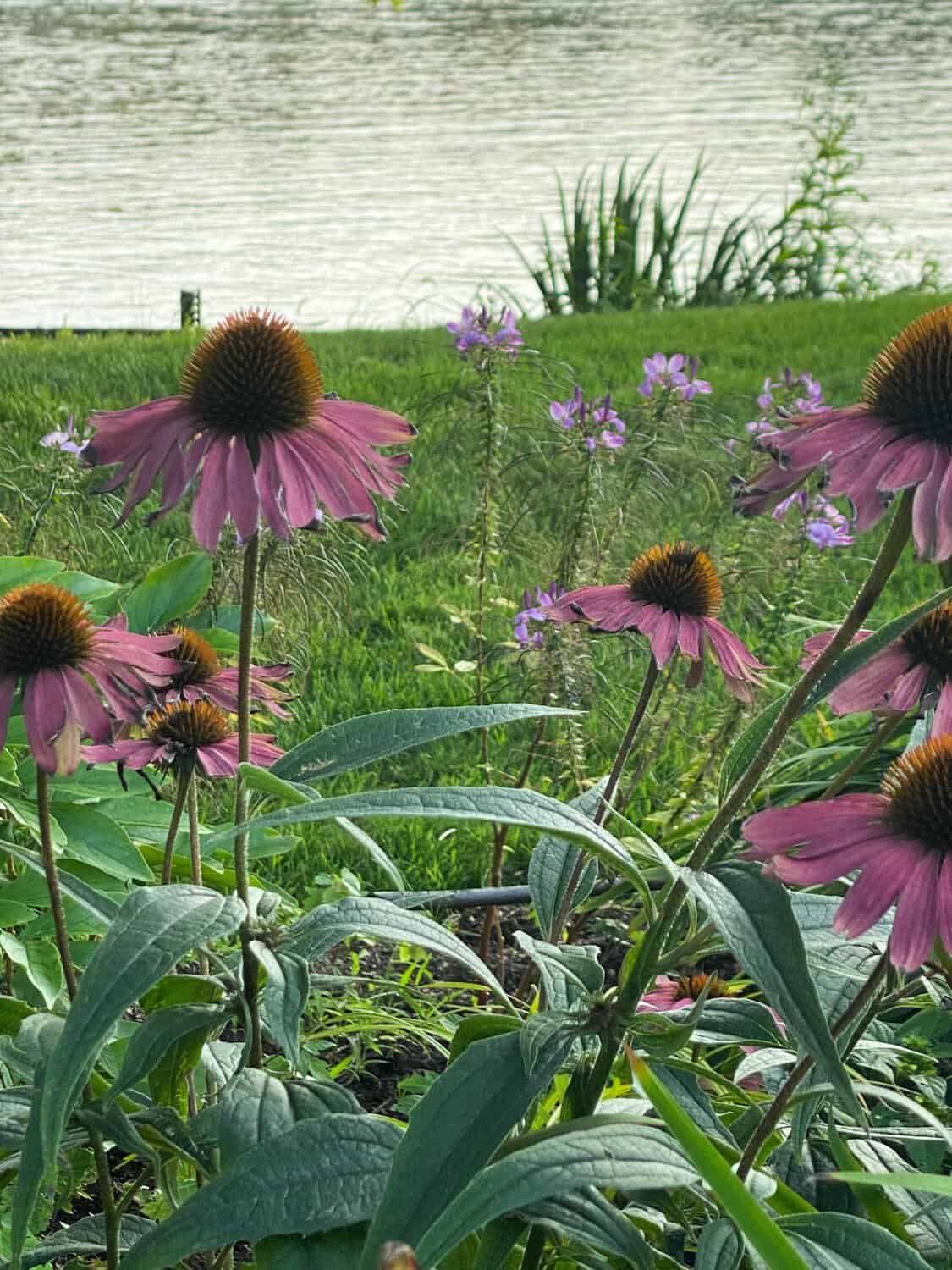 purple coneflowers with the river and cleome flowers in the background