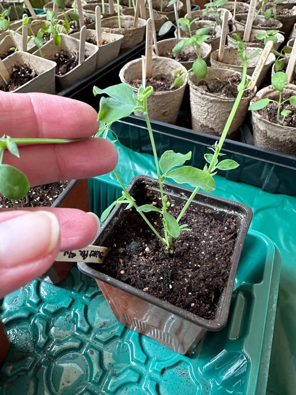 Sweet Peas that were pinched about 3 weeks ago