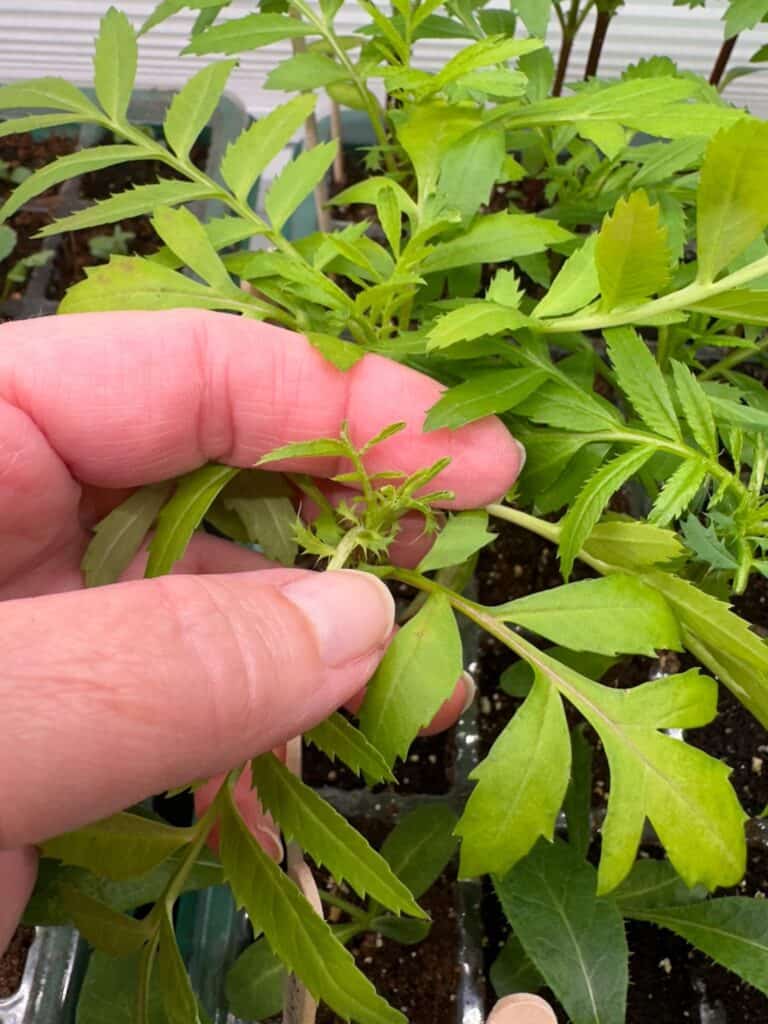 The Benefits of Pinching Some Flower Seedlings