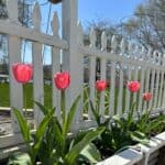 large pink tulips that are safe from the deer behind my garden fence
