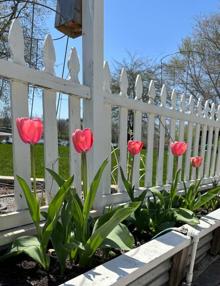 large pink tulips that are safe from the deer behind my garden fence