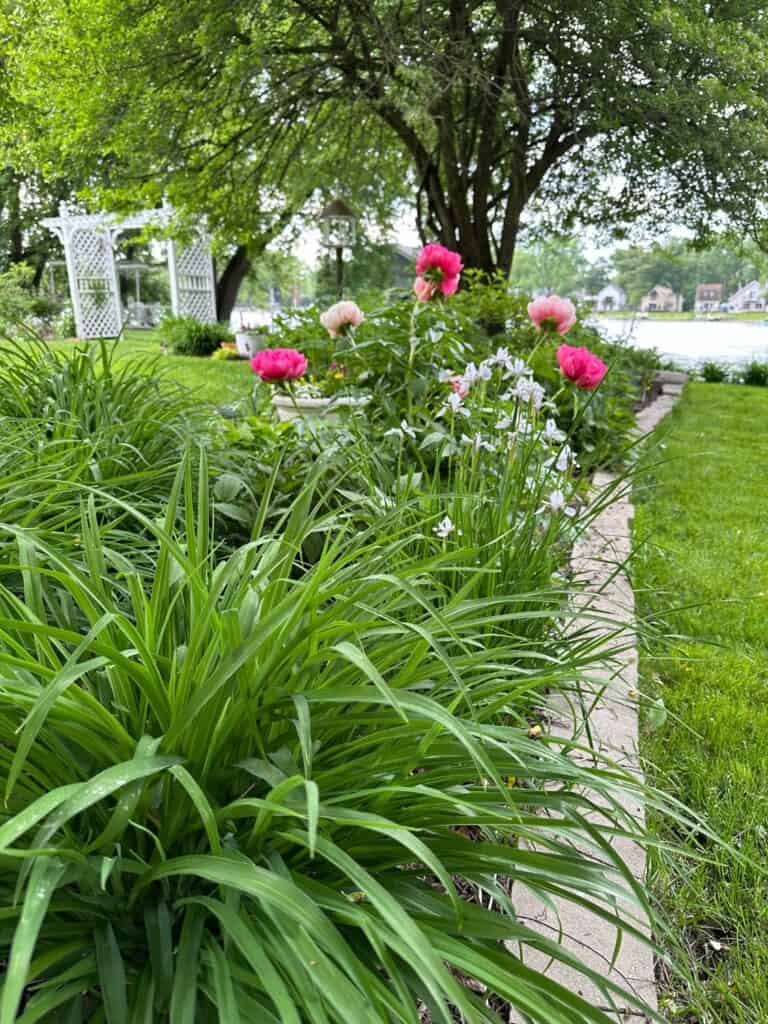 Photo of my gardens