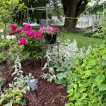 photo of a corner of my garden