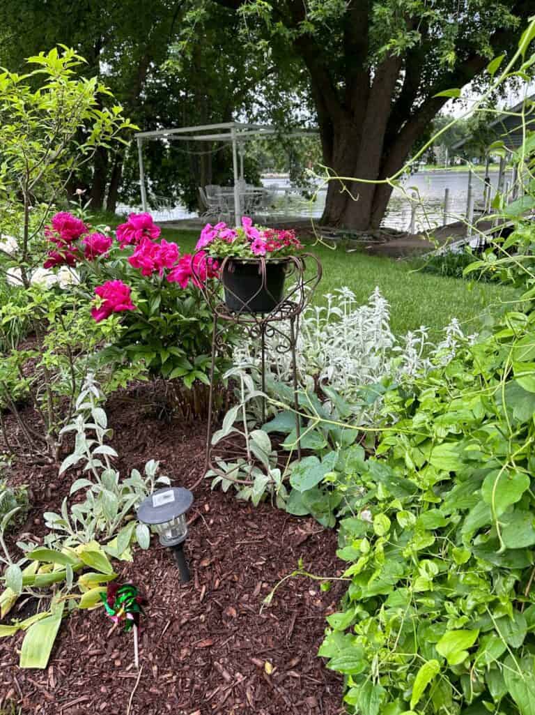 photo of a corner of my garden