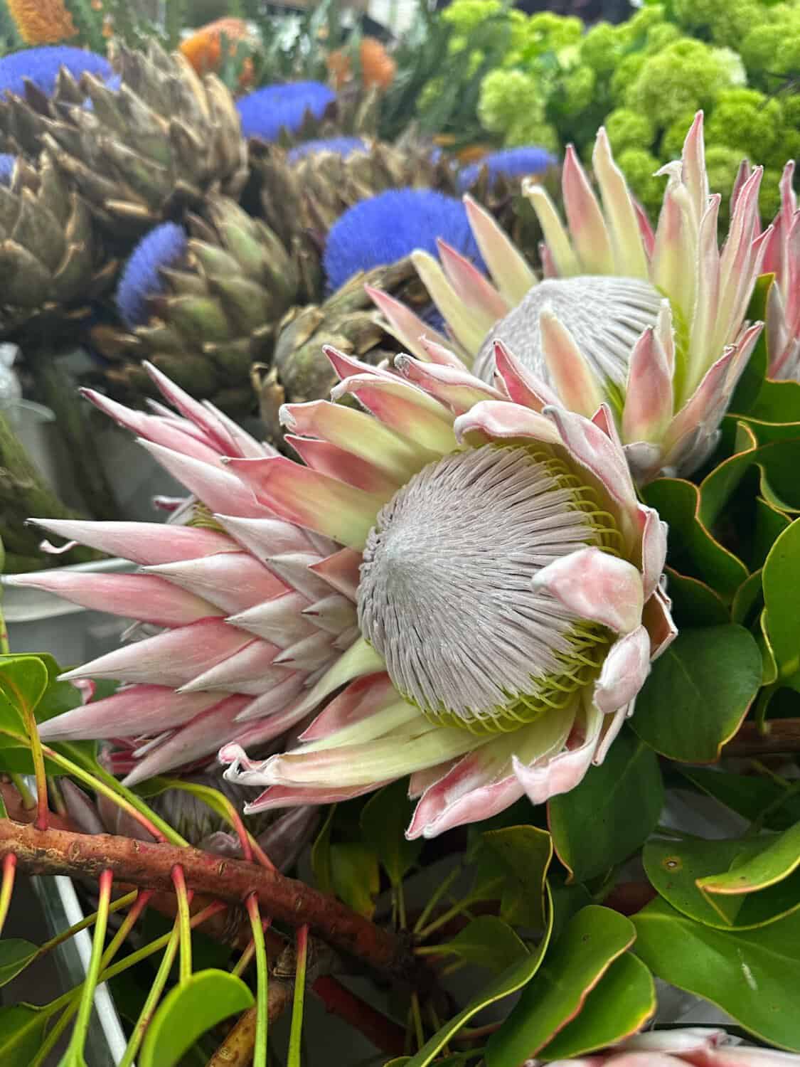 a beautiful pink and white exotic plant