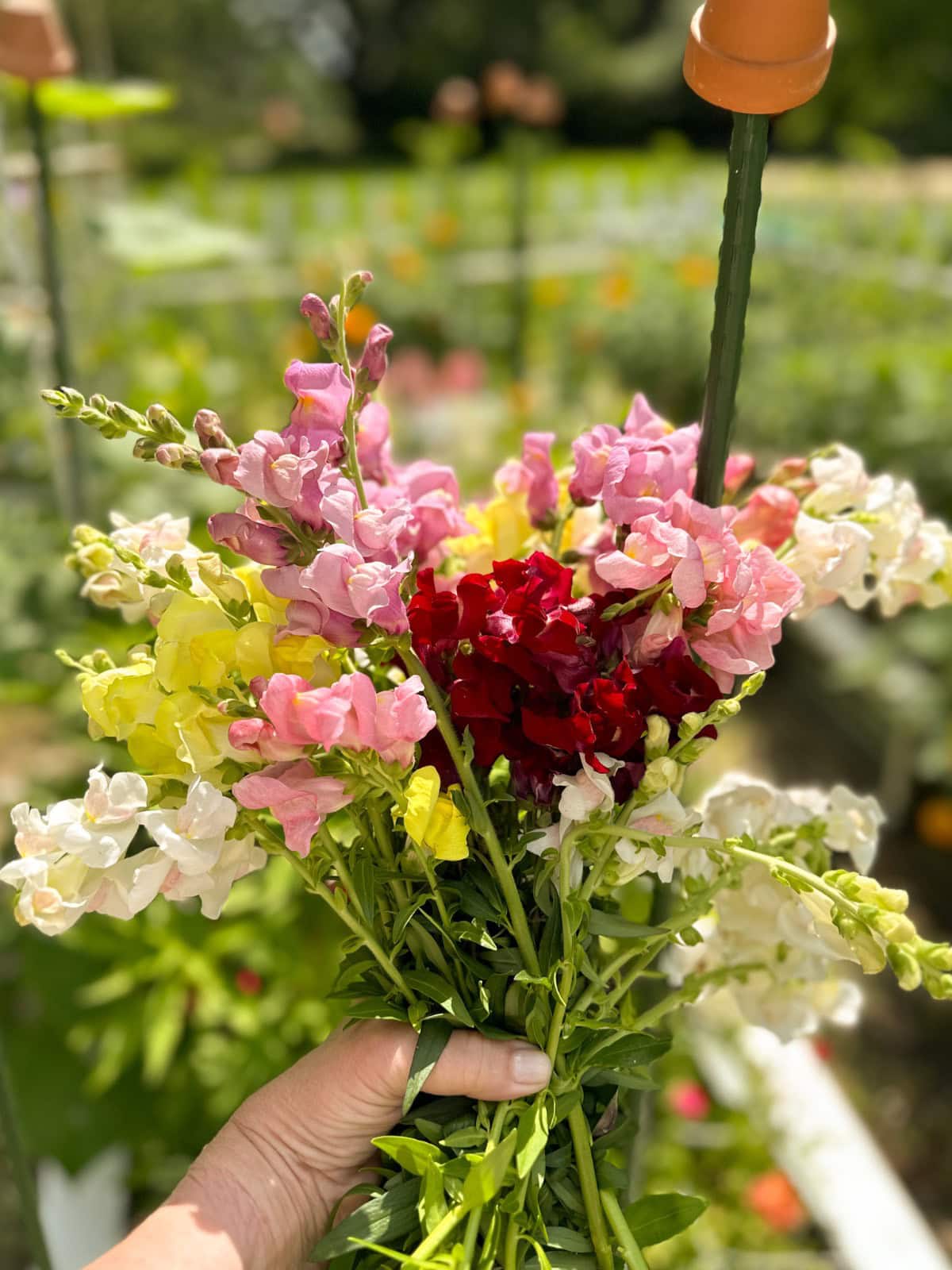 Snapdragons in pink, white, yellow, and cranberry from my cutting garden