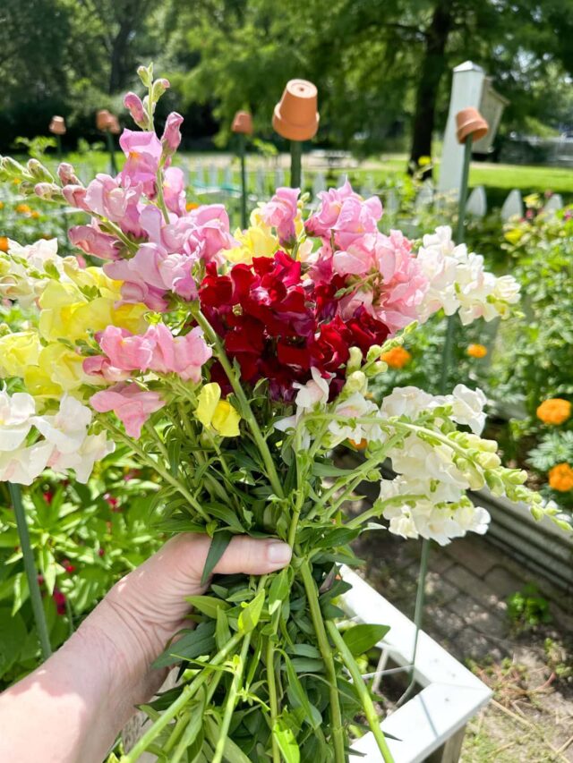 Harvesting Snapdragon Seeds for a Seed Exchange