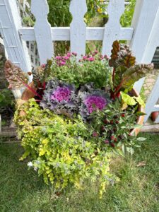 Fall garden cleanup planter with purple ornamental cabbage, Swiss chard and pink flowers against a white picket fence.