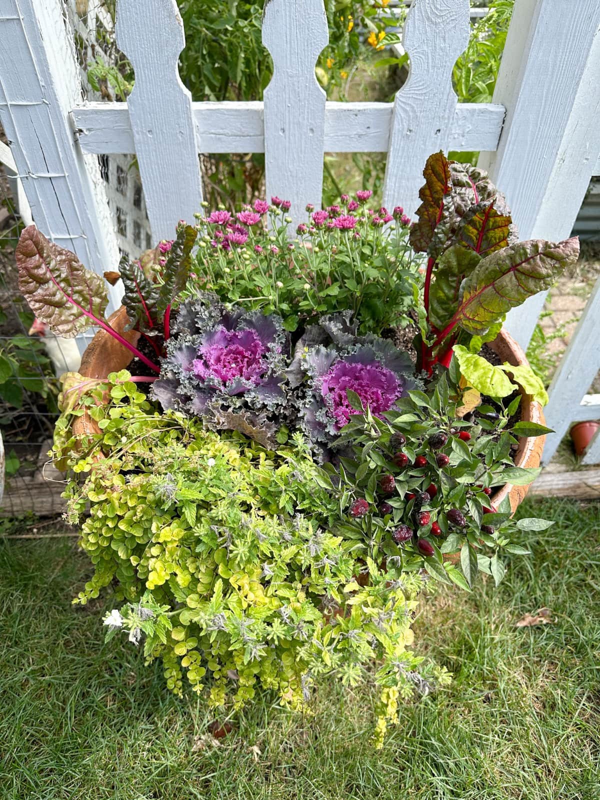 A vibrant garden planter filled with colorful plants, including purple ornamental cabbages, green and red Swiss chard, small pink flowers, and lush greenery, set against a white picket fence background.