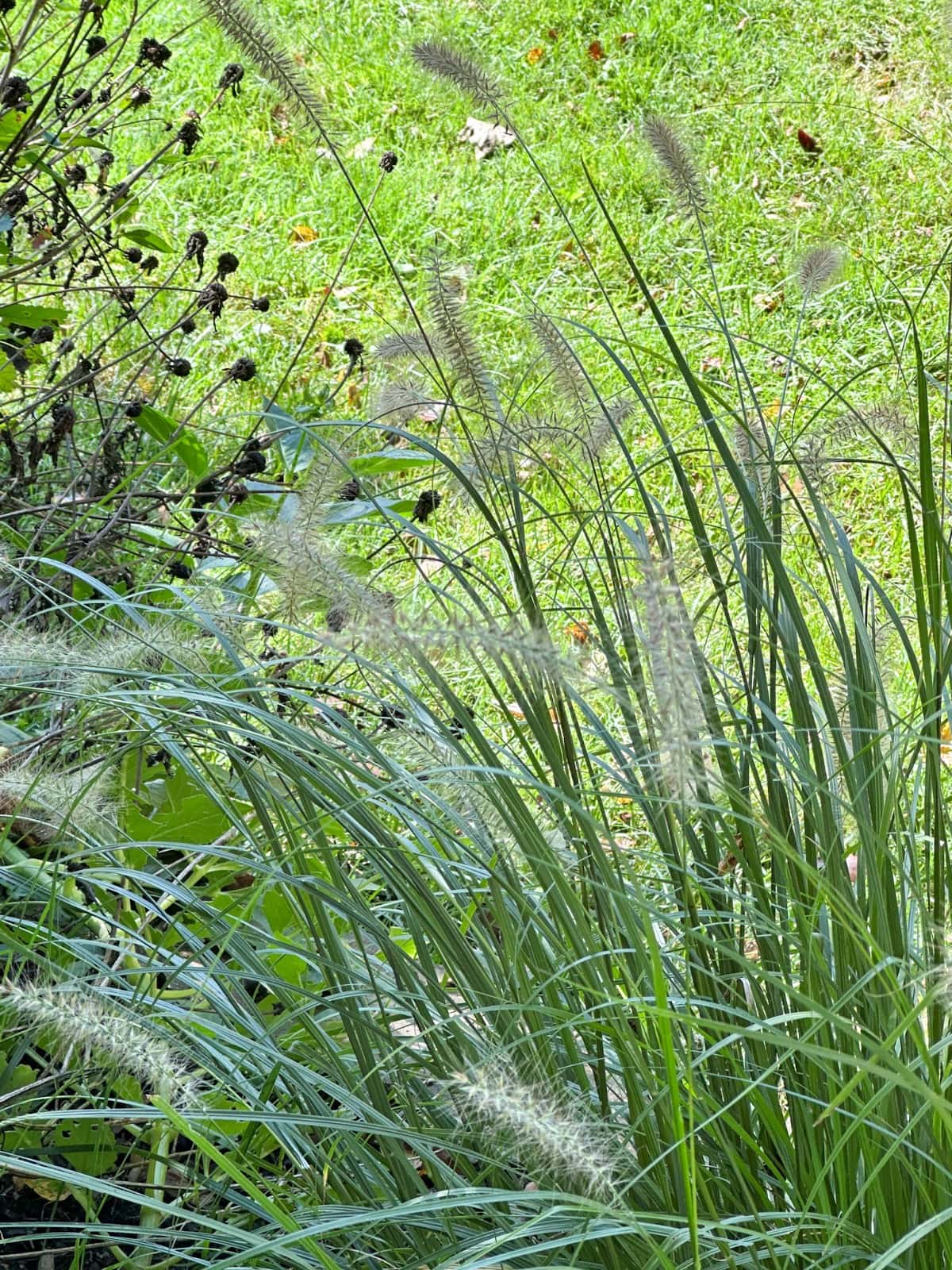 Tall, wispy grass with feathery plumes sways gently in the foreground, set against a backdrop of lush green grass. Brown, dried plant remnants are visible on the left, contrasting with the vibrant green hues. The scene exudes a serene, natural ambiance.