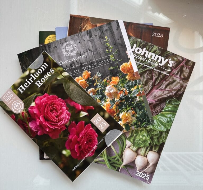 A collection of 2025 gardening catalogs is spread out. The catalogs feature colorful images, including pink and orange roses and leafy greens. Prominent titles include "Heirloom Roses" and "Johnny's Selected Seeds.