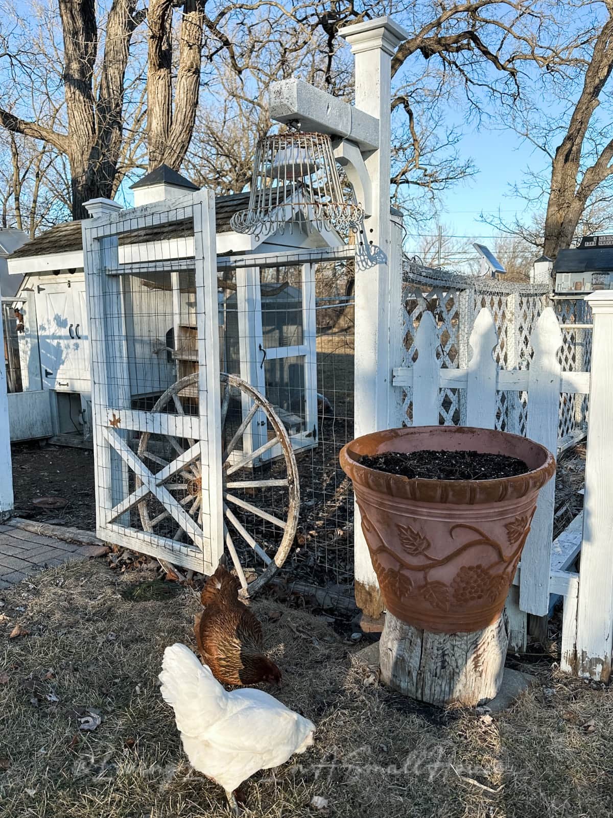 Two chickens peck the ground near a large empty clay pot with grapevine designs, reminiscent of a wine bottle, perched on a pedestal. Behind them, a white wooden fence and gate with a wagon wheel and a decorative hanging evoke charm. Bare trees stand under a clear sky.