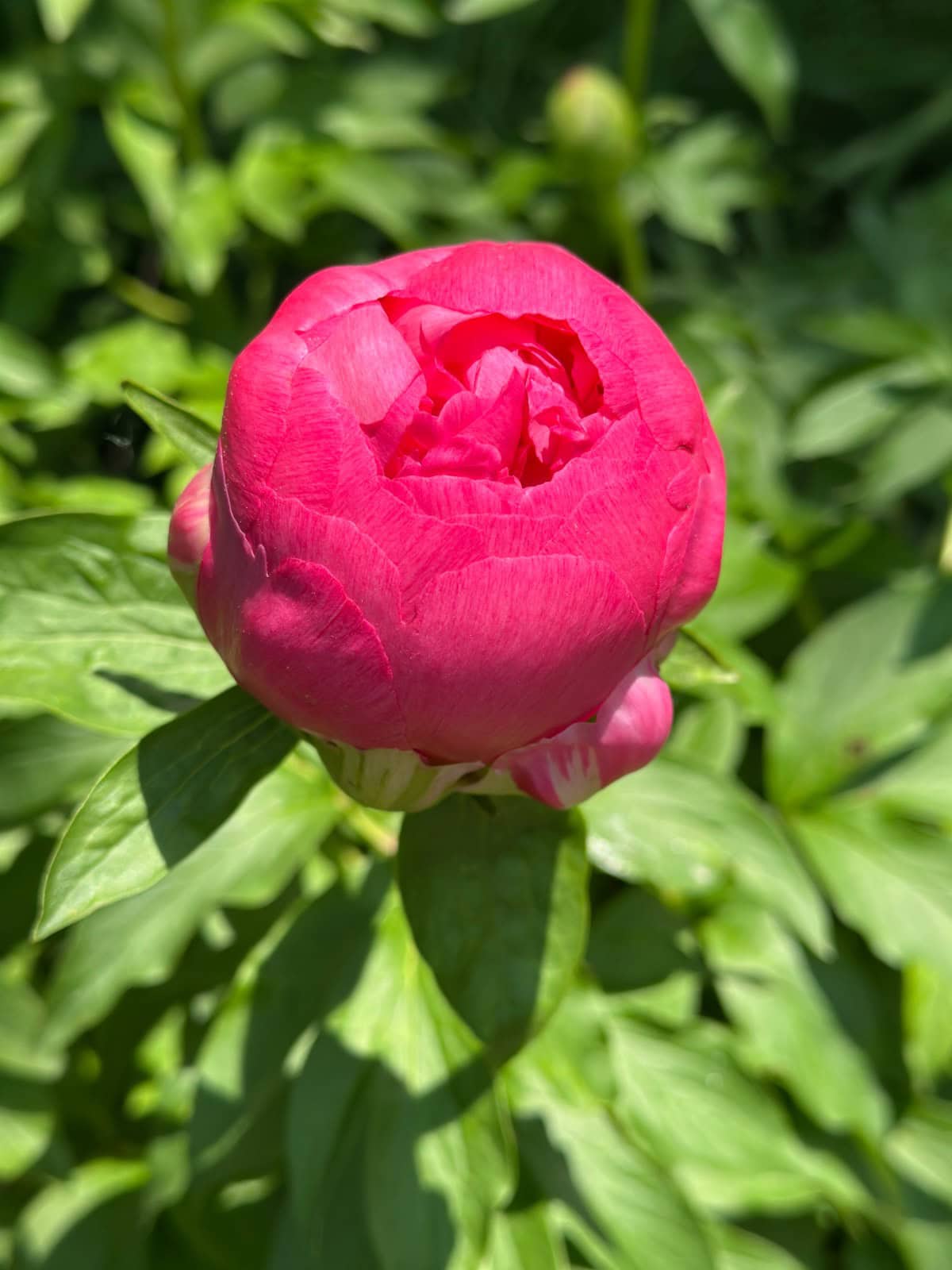 first peony 5312025 | Living Large In A Small House, LLC The latest bright pink peony bud begins to bloom, surrounded by green leaves with sunlight highlighting the flower and foliage.