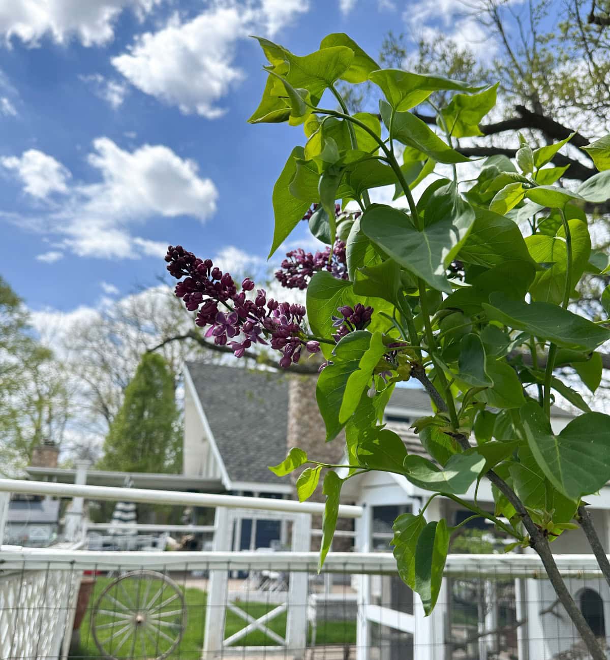 spring-gardening-10 | Living Large In A Small House, LLC A close-up of a lilac bush with purple flowers and green leaves, set against a background of a white fence, a house, and a blue sky with scattered clouds.