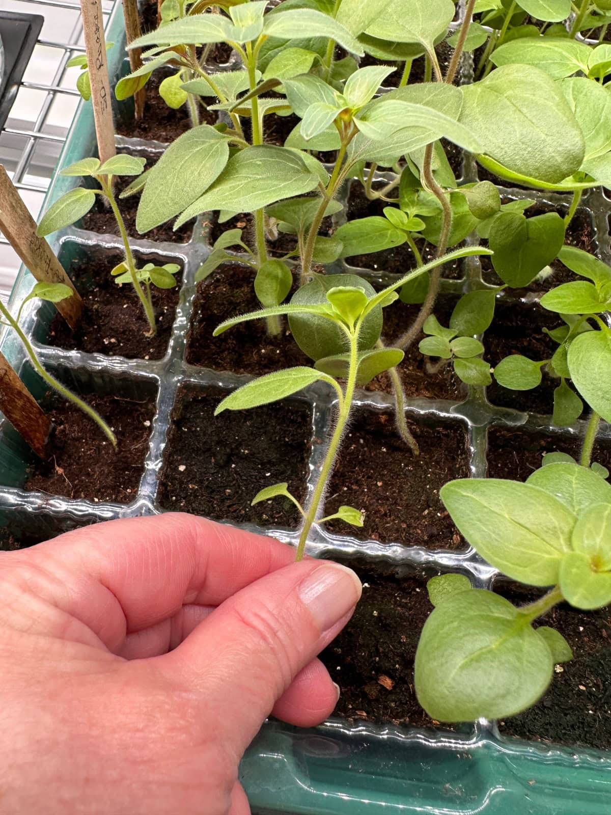 A hand gently holds a small green seedling growing in a plastic tray with several other young plants in soil, ready for transplanting.