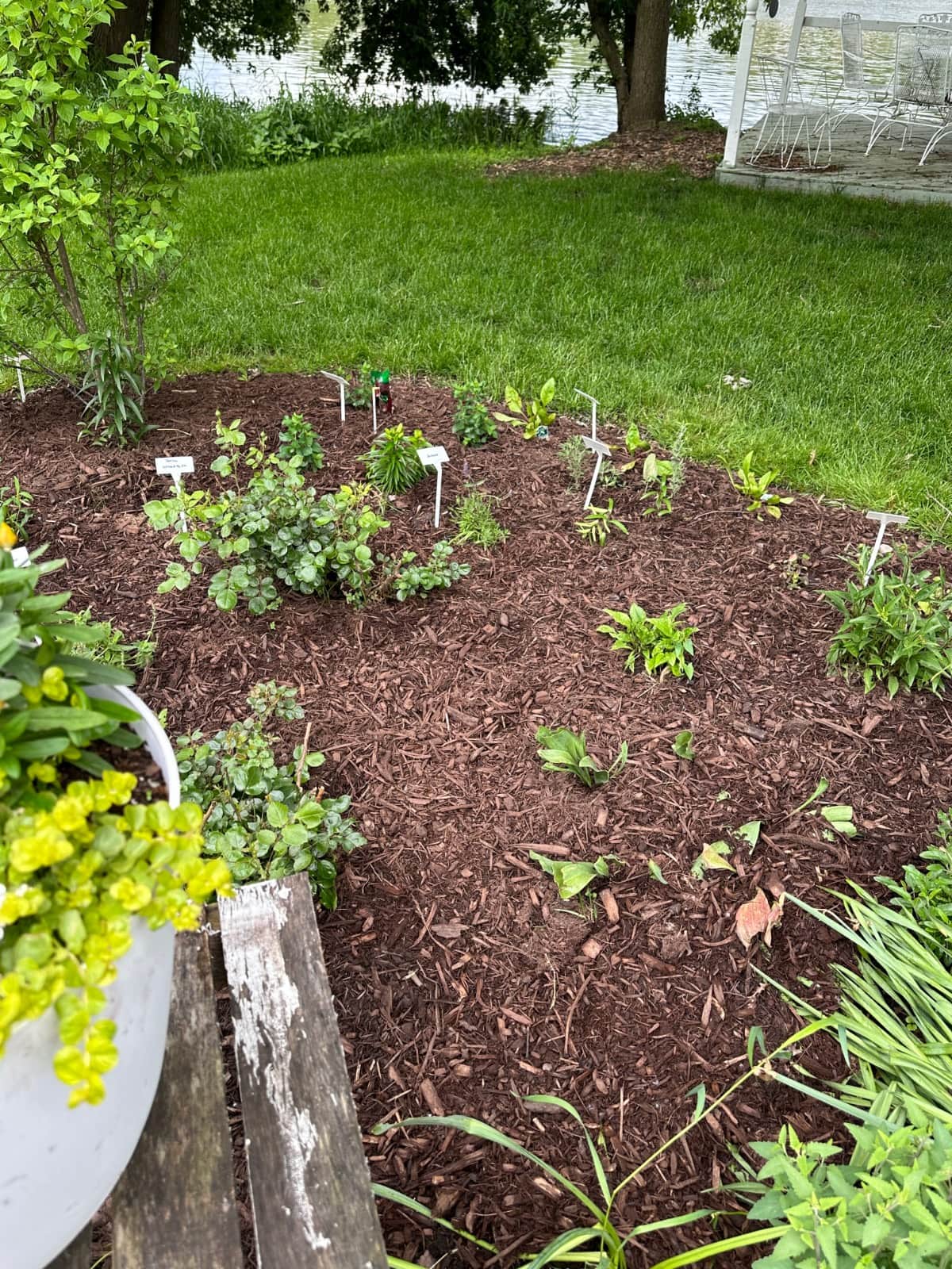 A garden bed with young plants and small white plant markers, surrounded by mulch. Nearby, there is a weathered wooden bench and a large planter with yellow-green foliage. Grass and trees are in the background.