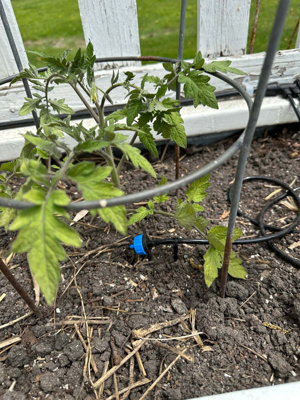 Young tomato plants grow in soil within a circular metal plant support. A drip irrigation emitter and black tubing are visible nearby. A white wooden fence runs along the background.