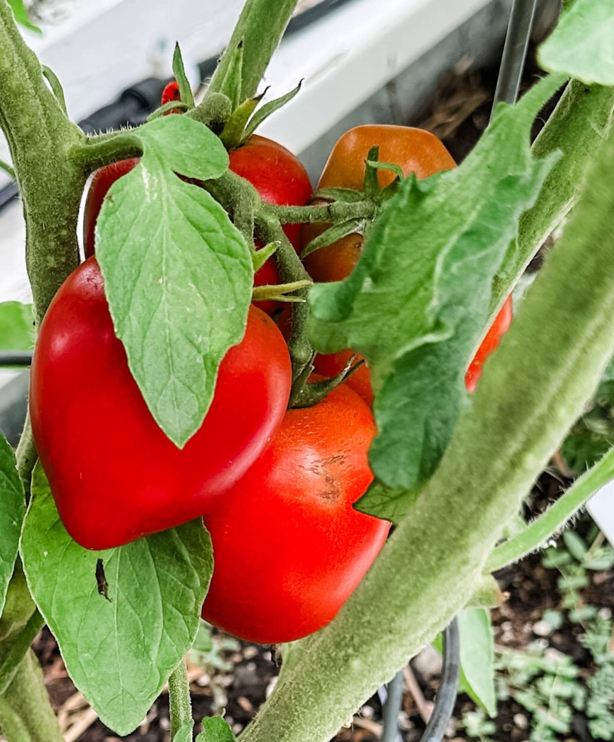 Several ripe, red Roma tomatoes grow in clusters on a vine, surrounded by green leaves and stems in a garden setting.