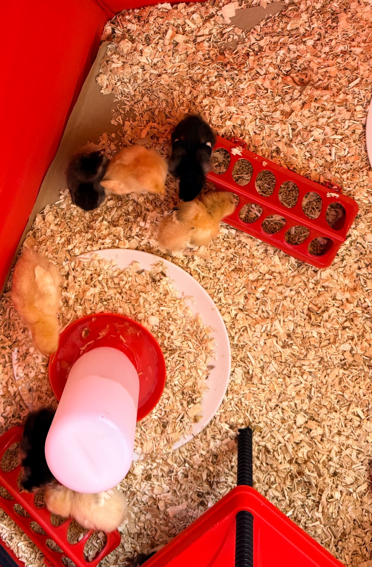 Several fluffy yellow and black chicks gather around a red feeder and the latest water dispenser on wood shavings inside a red enclosure.