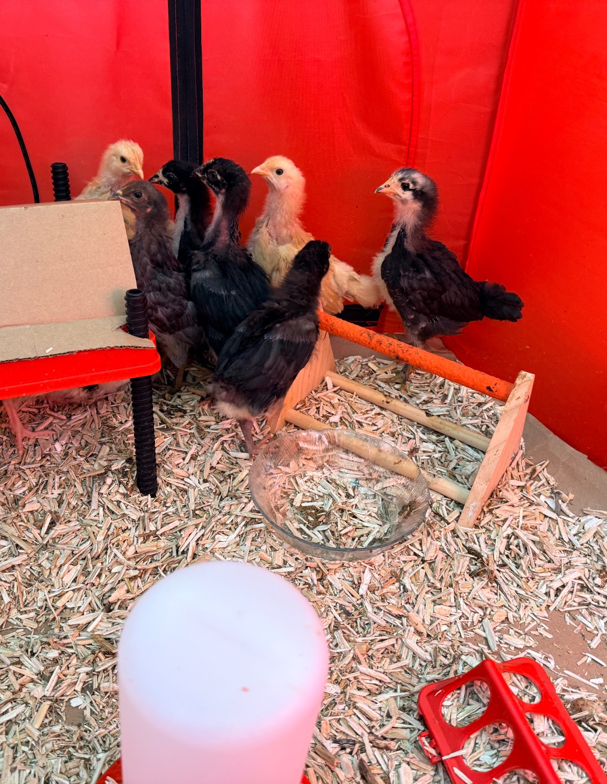 Several young chicks, both black and yellow, stand on wood shavings inside a red enclosure with the latest water dispenser, a feeder, a small perch, and a cardboard shelter.